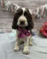 Dakota, a female English Springer Spaniel for sale in Rogers, OH – 1 of 10