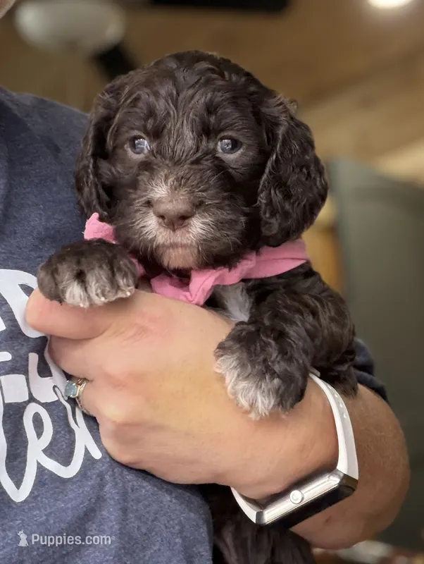 Kira – Springer Doodle puppy for sale in Rogers, OH