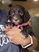 Kira, a female Springer Doodle for sale in Rogers, OH – 1 of 6