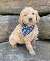 Samson, a male Goldendoodle for sale in Rogers, OH – 2 of 6
