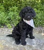 Colt, a male Goldendoodle for sale in Rogers, OH – 2 of 4