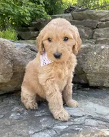 Sandy, a female Goldendoodle for sale in Rogers, OH – 5 of 5