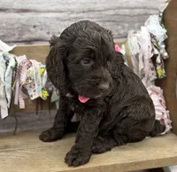 Kai, a female Springer Doodle for sale in Rogers, OH – 2 of 10