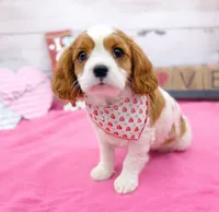 processed/3f414b0a-73a6-4460-b4b8-fd0617085ae9/listing/bf5344b7-61ec-443e-bcff-65ad7d502552/2604721d-6328-4b5c-b91f-c2afdcce53d1