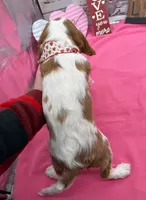 processed/3f414b0a-73a6-4460-b4b8-fd0617085ae9/listing/bf5344b7-61ec-443e-bcff-65ad7d502552/c7c77c71-1eb1-49e3-91c9-b449e02a2b07