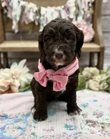 Kira, a female Springer Doodle for sale in Rogers, OH – 2 of 6