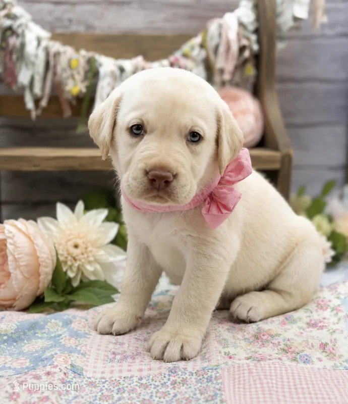 Gale – Labrador Retriever puppy for sale in Rogers, OH