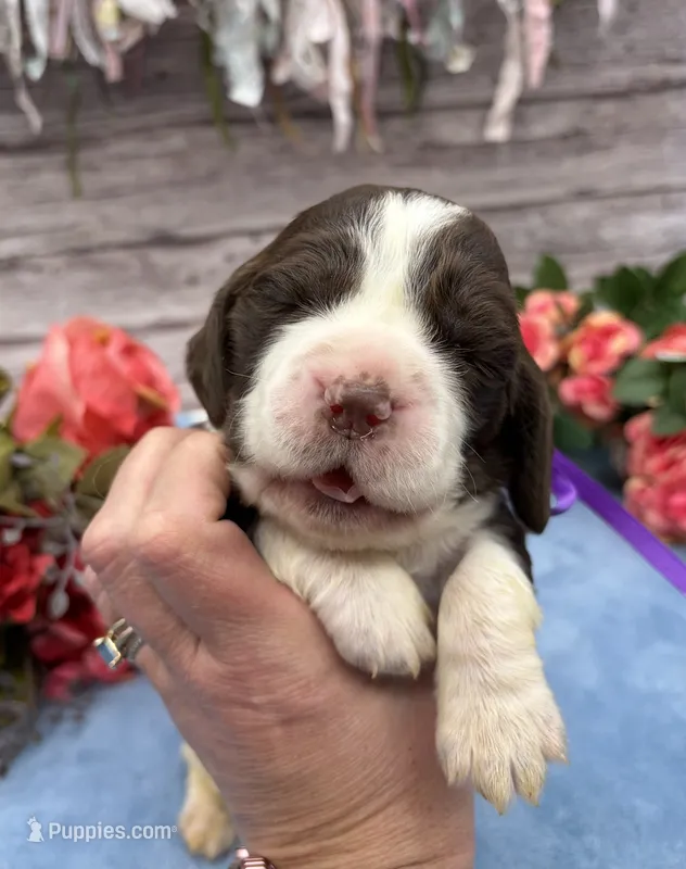 Delilah – English Springer Spaniel puppy for sale in Rogers, OH