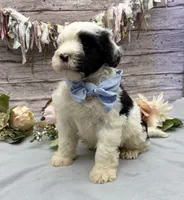 Frito, a male Portuguese Water Dog for sale in Rogers, OH – 4 of 6