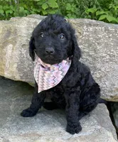 Chloe, a female Goldendoodle for sale in Rogers, OH – 2 of 4