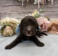 Matcha, a male Springer Doodle for sale in Rogers, OH – 3 of 5