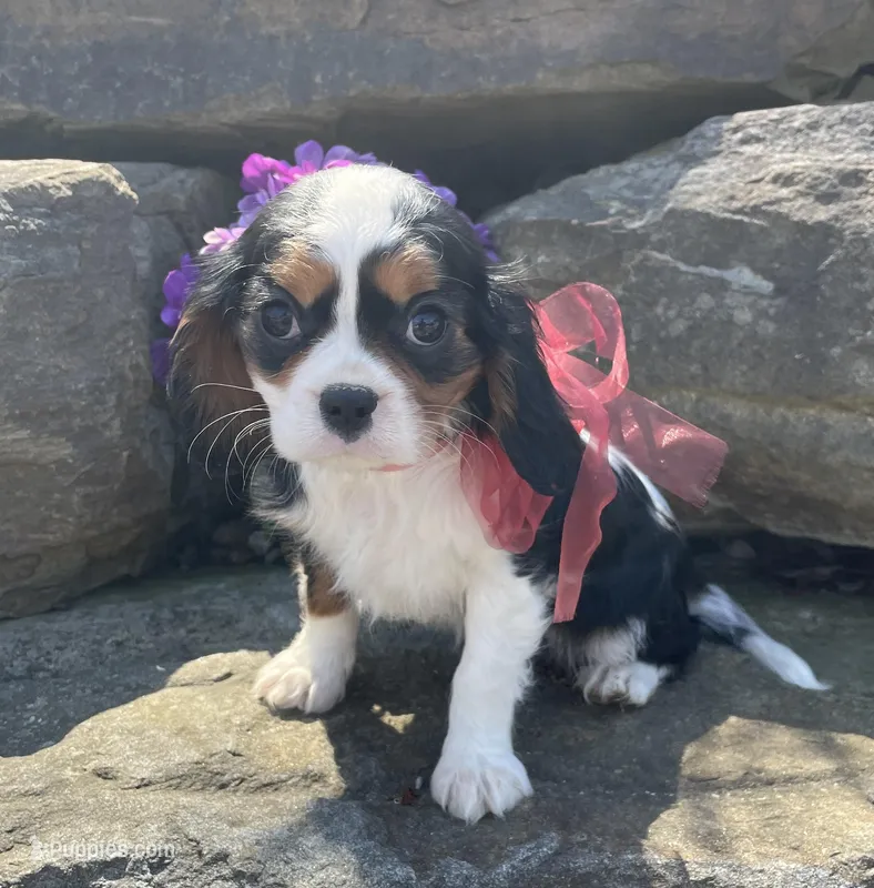 Jewel – Cavalier King Charles Spaniel puppy for sale in Rogers, OH