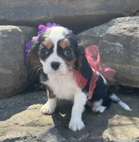 Jewel, a female Cavalier King Charles Spaniel for sale in Rogers, OH – 2 of 2