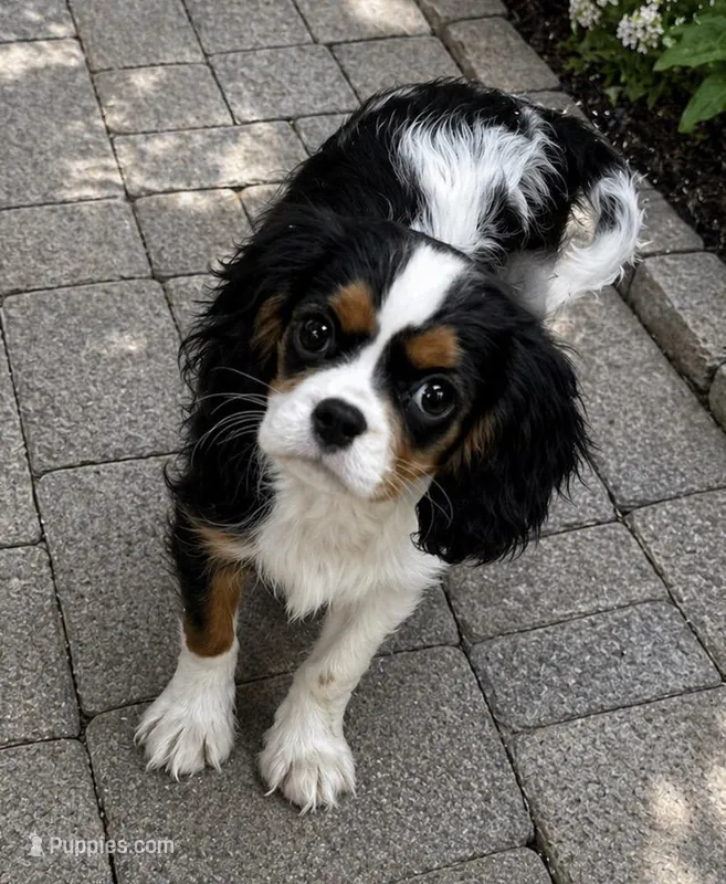 Jewel – Cavalier King Charles Spaniel puppy for sale in Rogers, OH
