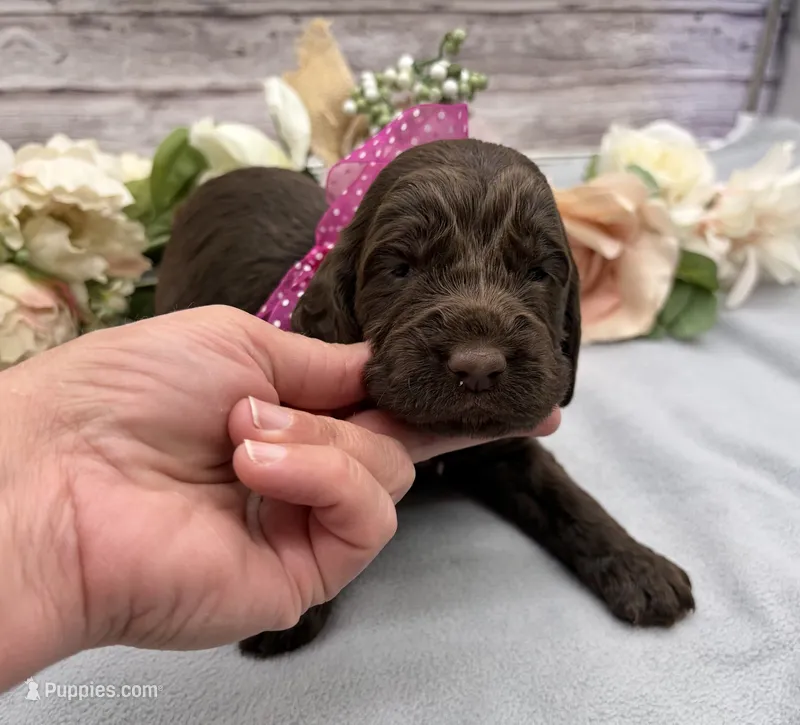 Mocha – Springer Doodle puppy for sale in Rogers, OH
