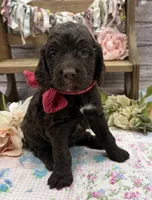 Kylie, a female Springer Doodle for sale in Rogers, OH – 5 of 10