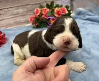 Delilah, a female English Springer Spaniel for sale in Rogers, OH – 3 of 5
