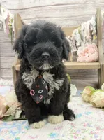 Findlay, a male Portuguese Water Dog for sale in Rogers, OH – 5 of 5
