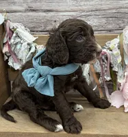 Kane, a male Springer Doodle for sale in Rogers, OH – 5 of 10