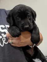 Misty, a female Labrador Retriever for sale in Rogers, OH – 6 of 7