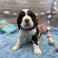 Jenna, a female English Springer Spaniel for sale in Rogers, OH – Photo 1 of 2