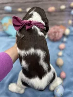 Jenna, a female English Springer Spaniel for sale in Rogers, OH – Photo 2 of 2