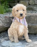 Millie, a female Goldendoodle for sale in Rogers, OH – 2 of 5