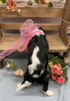 Jade, a female Cavalier King Charles Spaniel for sale in Rogers, OH – Photo 2 of 2