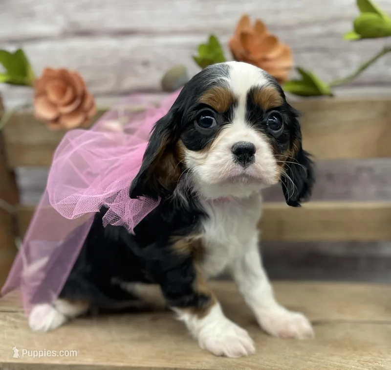 Jade – Cavalier King Charles Spaniel puppy for sale in Rogers, OH