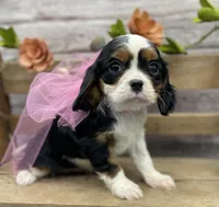 Jade, a female Cavalier King Charles Spaniel for sale in Rogers, OH – Photo 1 of 2