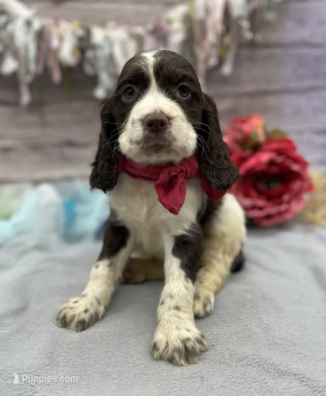 Delilah – English Springer Spaniel puppy for sale in Rogers, OH