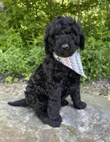 Colt, a male Goldendoodle for sale in Rogers, OH – 4 of 4