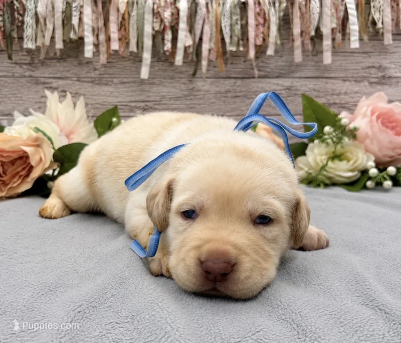 Flash – Labrador Retriever puppy for sale in Rogers, OH