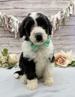 Felix, a male Portuguese Water Dog for sale in Rogers, OH – 4 of 7