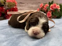 Daphne, a female English Springer Spaniel for sale in Rogers, OH – 3 of 4