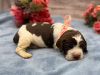 Dakota, a female English Springer Spaniel for sale in Rogers, OH – 2 of 6