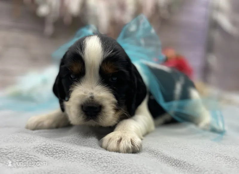 Ace – English Springer Spaniel puppy for sale in Rogers, OH