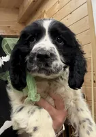Archie, a male English Springer Spaniel for sale in Rogers, OH – 3 of 4