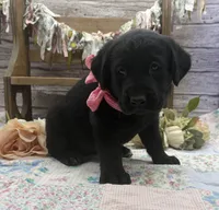 Misty, a female Labrador Retriever for sale in Rogers, OH – 4 of 7