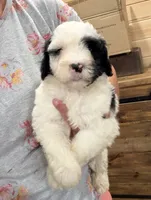Frito, a male Portuguese Water Dog for sale in Rogers, OH – 2 of 6