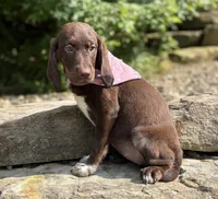 Nala, a female English Springer Spaniel and Labrador Retriever for sale in Rogers, OH – 3 of 6