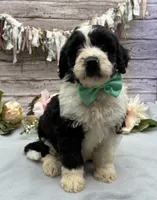 Felix, a male Portuguese Water Dog for sale in Rogers, OH – 2 of 7