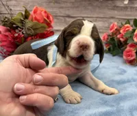 Darwin, a male English Springer Spaniel for sale in Rogers, OH – 5 of 5