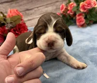 Darla, a female English Springer Spaniel for sale in Rogers, OH – 3 of 5