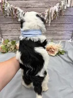 Frito, a male Portuguese Water Dog for sale in Rogers, OH – 6 of 6