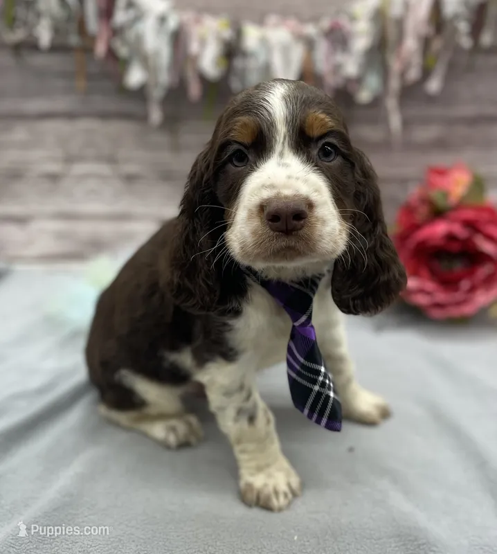 Diego – English Springer Spaniel puppy for sale in Rogers, OH