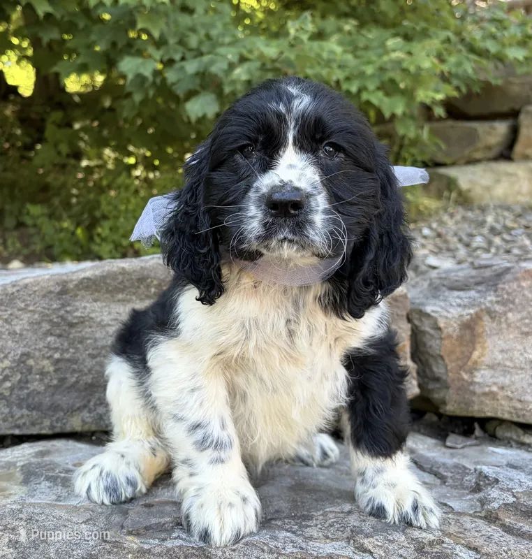 Amelia – English Springer Spaniel puppy for sale in Rogers, OH