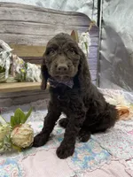 Kody, a male Springer Doodle for sale in Rogers, OH – 1 of 9