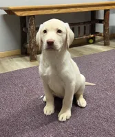 Blizzard, a male Labrador Retriever for sale in Rogers, OH – 4 of 7