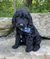 Dwayne, a male Goldendoodle for sale in Rogers, OH – 4 of 4